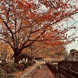 市役所横　2025年11月16日　紅葉絨毯が素晴らしかったです（成清敬次さん（市内在住）撮影）