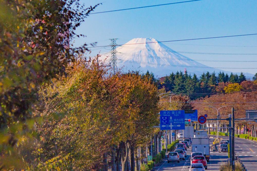 国道254線からの富士山　11月　富士山を背に、紅葉の残りと朝の通勤車両を撮影しました。　（板倉広和さん（市内在住）撮影）