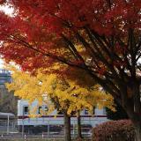 ふじみ野公園　11月　雨の翌日、紅葉がきれいだったので撮りました。(匿名さん(市内在住)撮影)