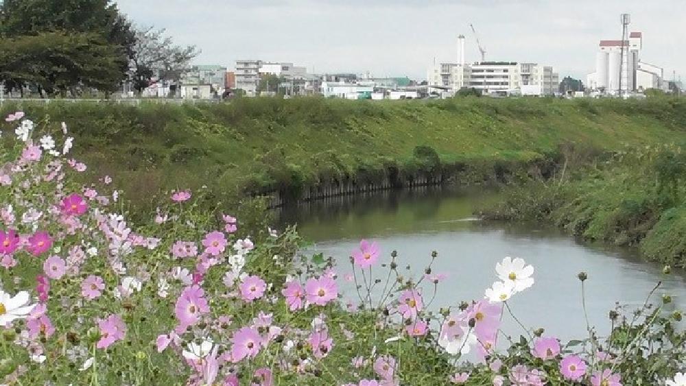コスモス街道　10月　コスモス街道から見た富士見市の文京ゾーンです。（古舘澄夫さん（市内在住）撮影）