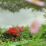 新河岸川 木染橋付近　9月　コスモスもヒガンバナも綺麗に咲いていました(匿名さん(市内在住)撮影)