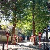 諏訪氷川神社　11月　朝の光に緑と朱色のコントラストが綺麗な参道（古舘澄夫さん（市内在住）撮影）