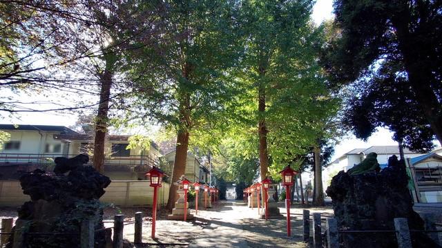 諏訪氷川神社　11月　朝の光に緑と朱色のコントラストが綺麗な参道（古舘澄夫さん（市内在住）撮影）