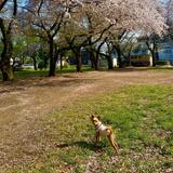 みずほ台中央公園　2024年4月　中央公園満開のさくらと我が家のサクラ（犬）のショット（藤木みどりさん（市内在住）撮影）　