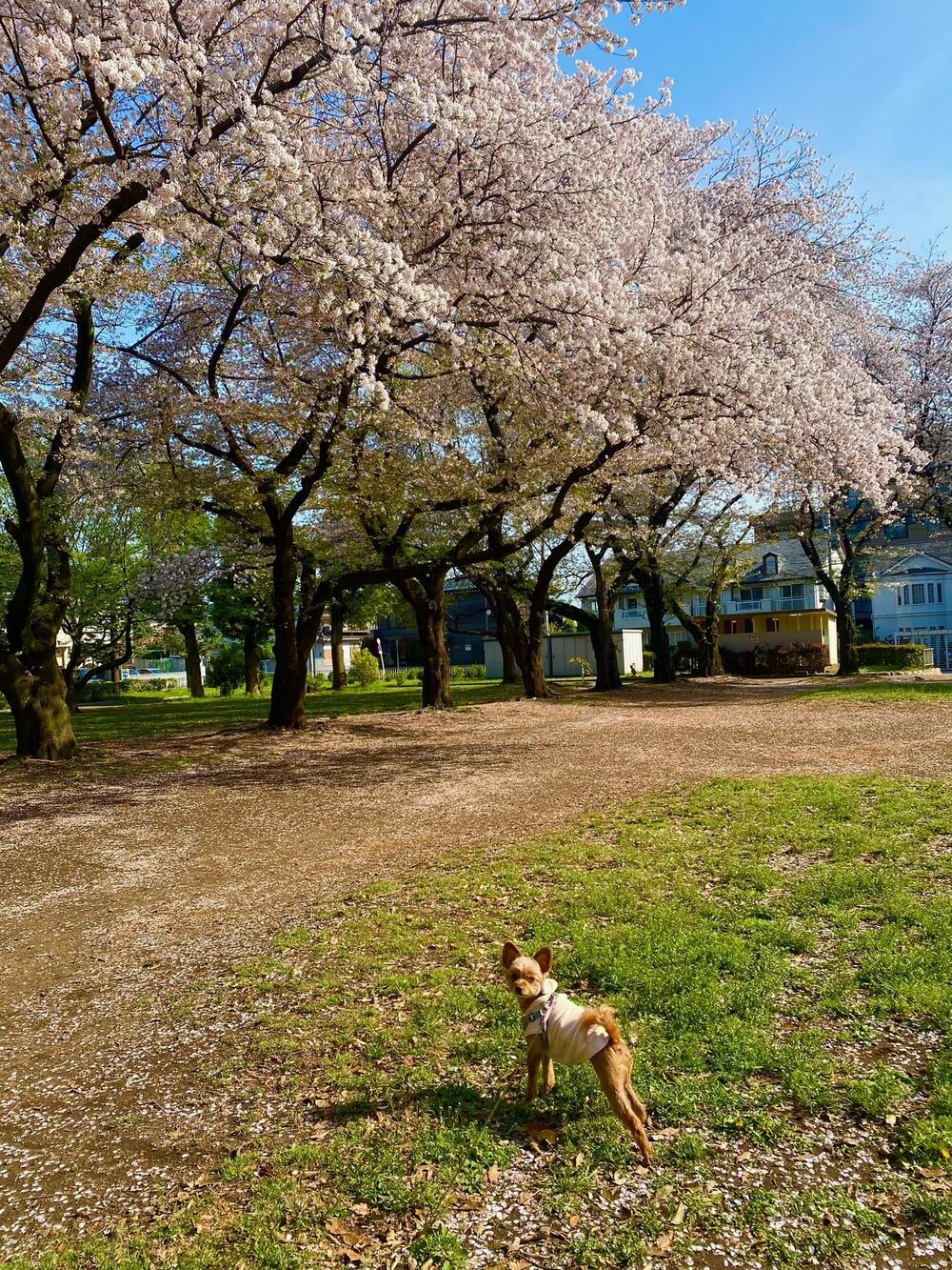 みずほ台中央公園　2024年4月　中央公園満開のさくらと我が家のサクラ（犬）のショット（藤木みどりさん（市内在住）撮影）　