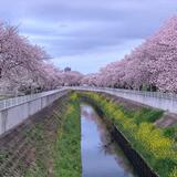 砂川堀　4月　砂川堀の桜並木（佐藤喜美夫さん（市内在住）撮影）