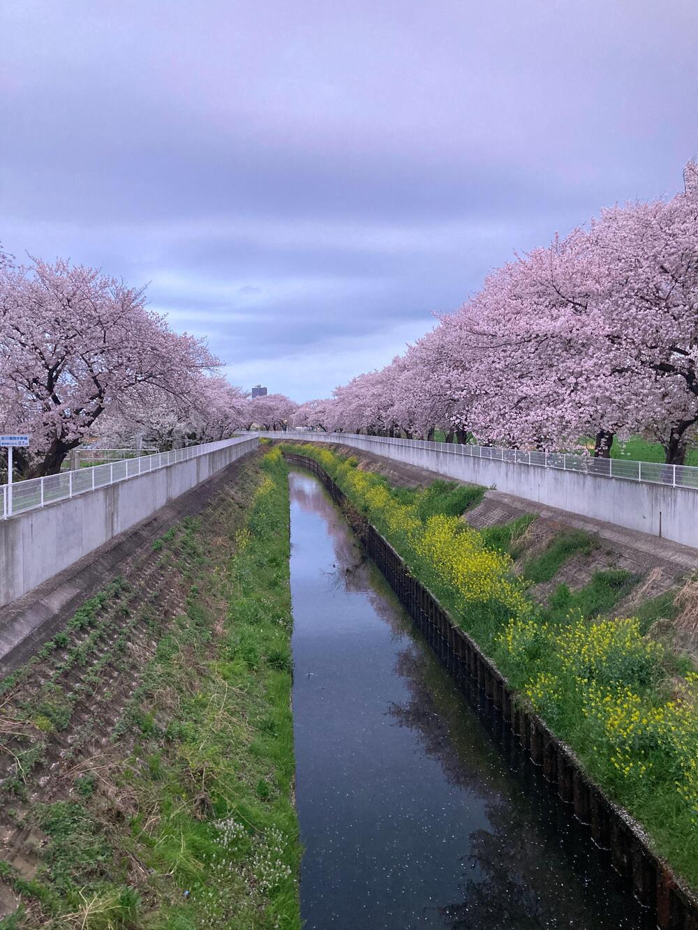砂川堀　4月　砂川堀の桜並木（佐藤喜美夫さん（市内在住）撮影）