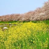 びん沼自然公園　4月　びん沼自然公園の菜の花と桜のコラボ（佐藤喜美夫さん（市内在住）撮影）