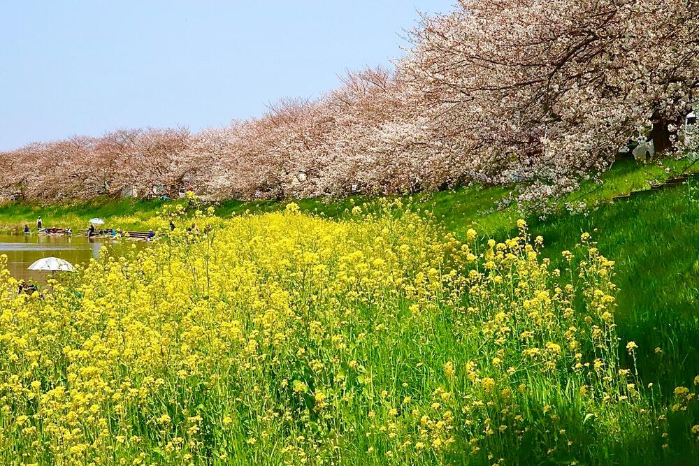 びん沼自然公園　4月　びん沼自然公園の菜の花と桜のコラボ（佐藤喜美夫さん（市内在住）撮影）