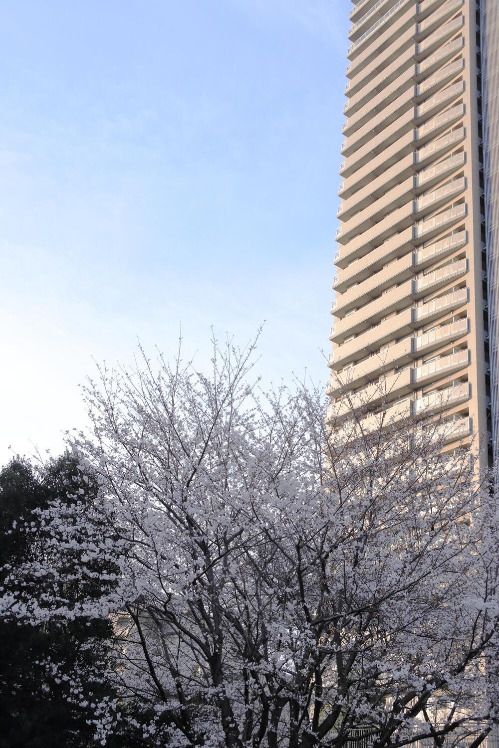 ふじみ野西　3月　早くも桜満開です(匿名さん(市内在住)撮影)