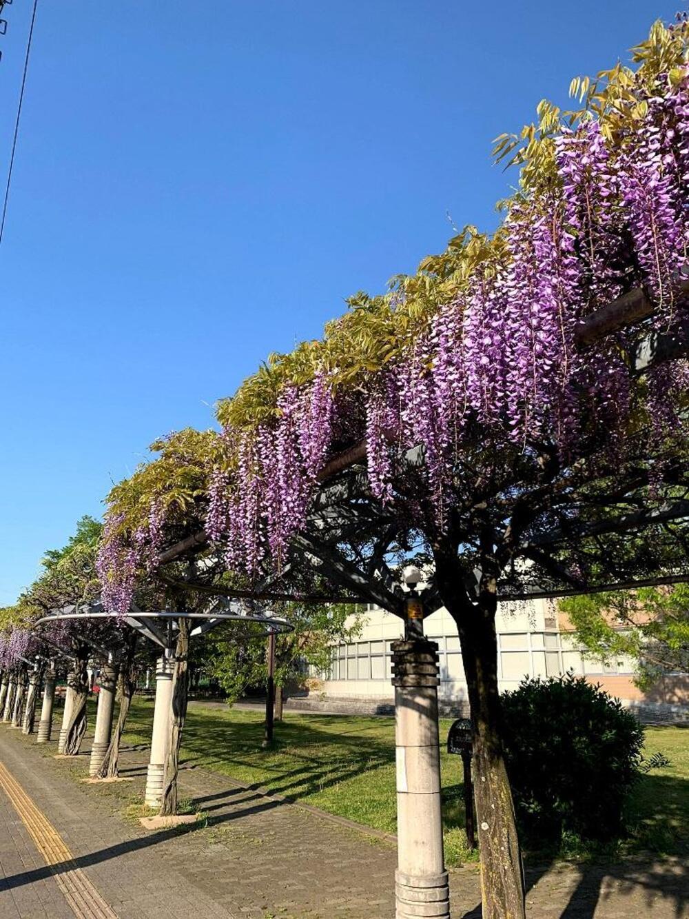 富士見市役所周り　2021年春　東京都足立区より引越してきて藤の花のみごとなことしゃくなげの色鮮やかなこと　こんなに見事な花通りはそんなにないでしょう（葛西和美さん（市内在住）撮影）
