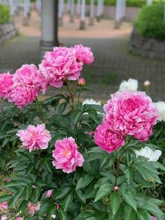 富士見市役所周り　2021年春　東京都足立区より引越してきて藤の花のみごとなことしゃくなげの色鮮やかなこと　こんなに見事な花通りはそんなにないでしょう（葛西和美さん（市内在住）撮影）