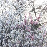 山崎公園　3月　河津桜も見頃でしたが、梅も綺麗に咲いていました。(匿名さん(市内在住)撮影)