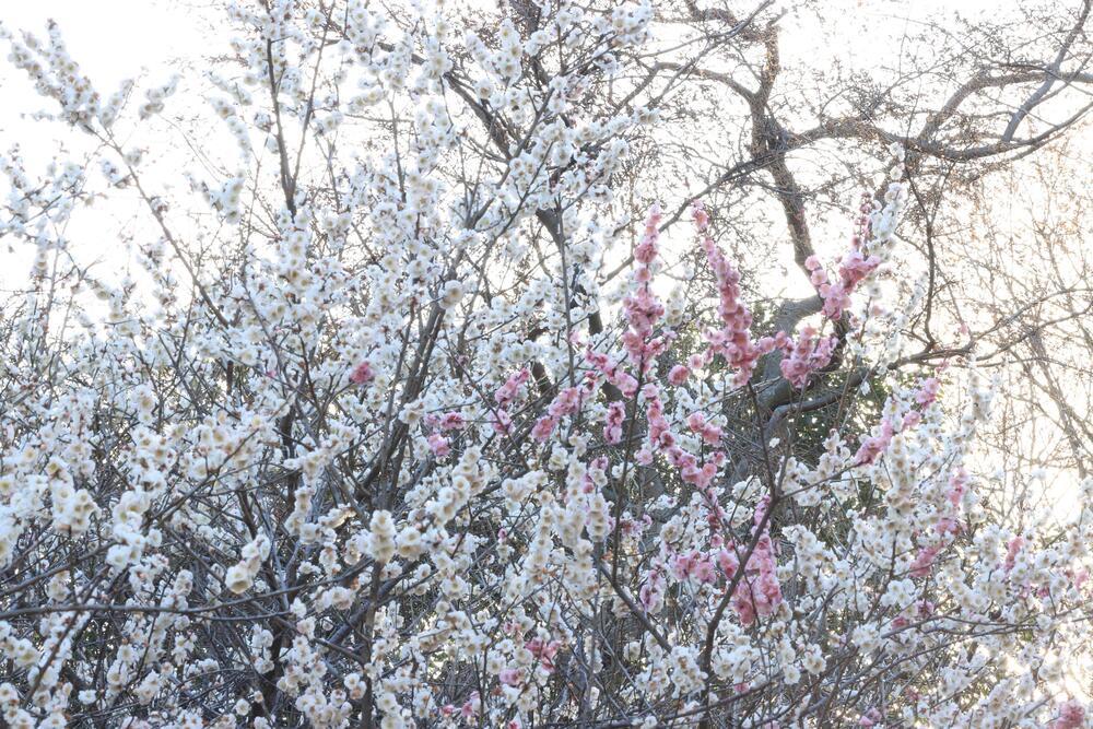 山崎公園　3月　河津桜も見頃でしたが、梅も綺麗に咲いていました。(匿名さん(市内在住)撮影)