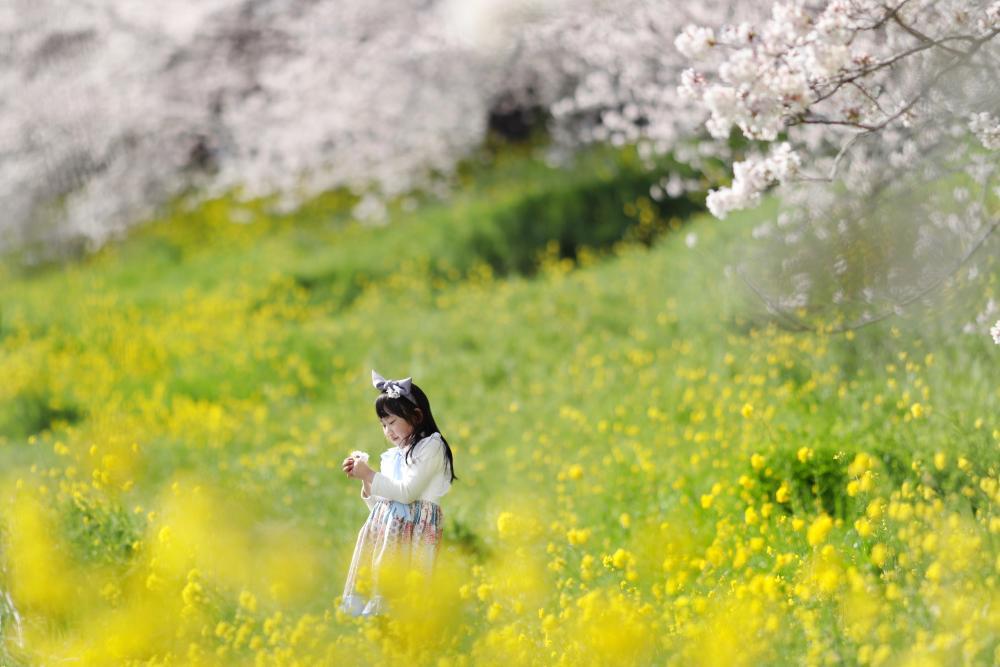 びん沼　4月　菜の花と桜の綺麗な、のどかな場所です。（木村杏奈さん（市内在住）撮影）