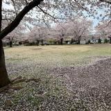 勝瀬原記念公園　春　この公園はお天気の良い時には、いつも家族連れで賑わっています。（井口正盛さん（市内在住）撮影）