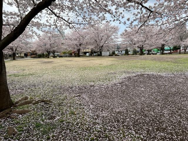 勝瀬原記念公園　春　この公園はお天気の良い時には、いつも家族連れで賑わっています。（井口正盛さん（市内在住）撮影）
