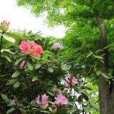 文化の杜公園　4月　ツツジも藤も綺麗に咲いていました(匿名さん(市内在住)撮影)