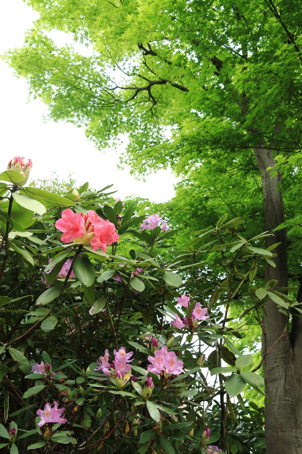 文化の杜公園　4月　ツツジも藤も綺麗に咲いていました(匿名さん(市内在住)撮影)