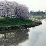 ビン沼公園近くの新河岸川　春　（井口正盛さん（市内在住）撮影）