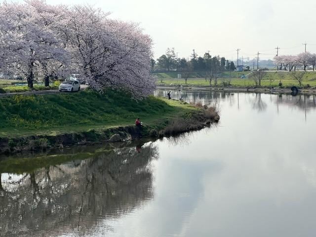 ビン沼公園近くの新河岸川　春　（井口正盛さん（市内在住）撮影）