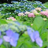 オトウカ山公園　6月　雨上がり アジサイが綺麗に咲いていました(匿名さん(市内在住)撮影)