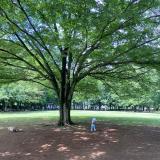 水子貝塚公園　6月　自然がいっぱいで、四季折々の表情をみせる水子貝塚公園が家族みんな大好きです。我が子はどんぐりや葉っぱを拾ったり、木に触ったり、芝生を走り回ったりと目を輝かせ遊んでいます。子どもの想像力を育ててくれる、そんな公園です。（小林 尚美さん(市内在住)撮影）