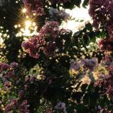 ふじみの公園　8月　サルスベリの花が、朝陽を浴びて綺麗に咲いていました。(匿名さん(市内在住)撮影)
