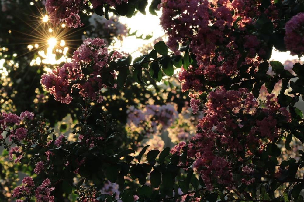 ふじみの公園　8月　サルスベリの花が、朝陽を浴びて綺麗に咲いていました。(匿名さん(市内在住)撮影)