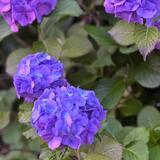 難波田城公園　6月　素敵花見つけました（葛西和美さん（市内在住）撮影）