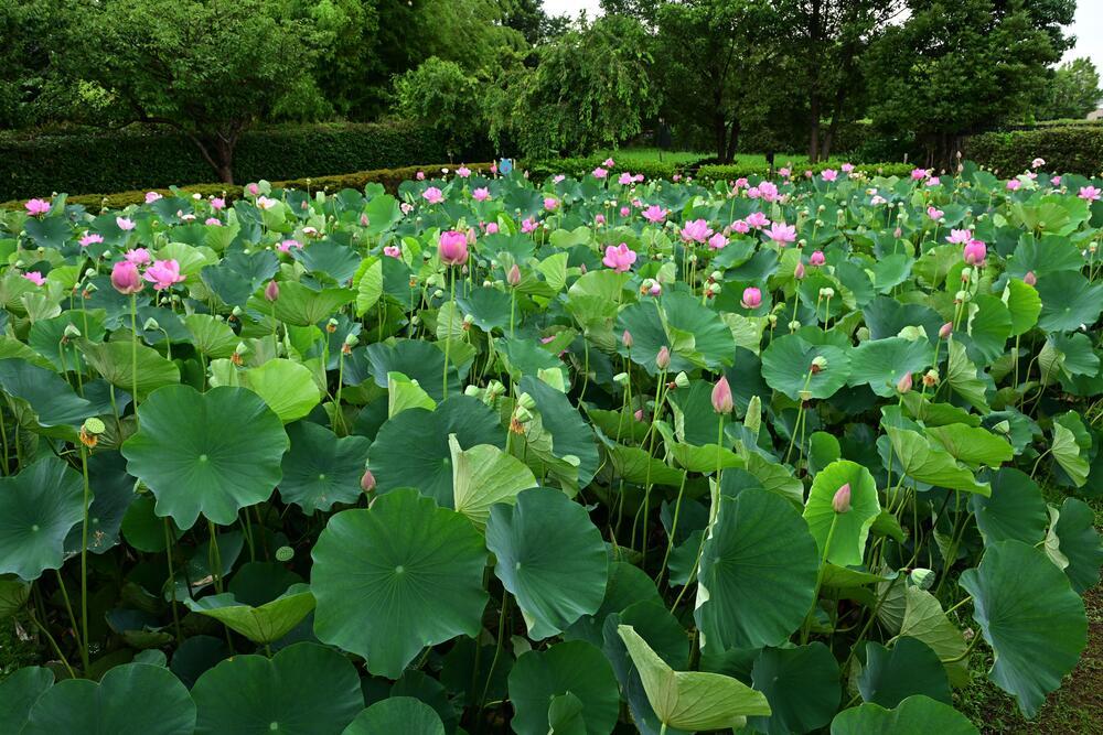 難波田城公園　7月　（阿部等さん（市内在住）撮影）