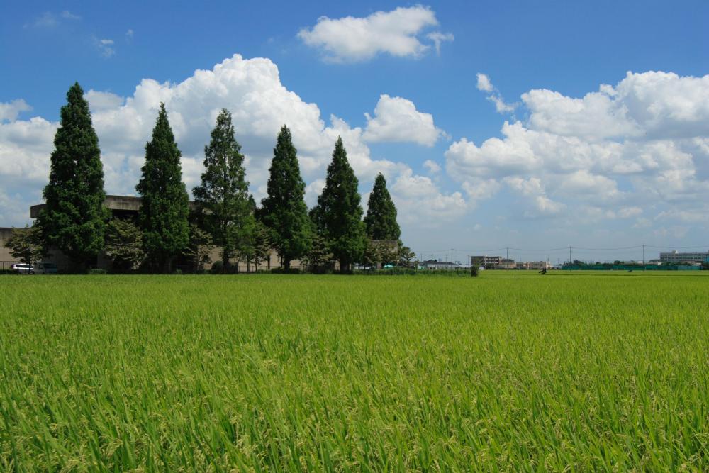 東大久保地域　8月（市広報撮影）