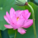 難波田城公園　6月　行田蓮という種類　茎が長いのには　驚きました　 素敵花見つけました（葛西和美さん（市内在住）撮影）