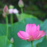 難波田城公園の蓮　6月（市広報撮影）