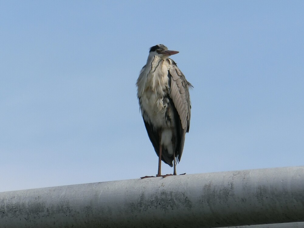山崎公園脇の江川遊歩道　2月　江川水管橋のてっぺんでアオサギらしき鳥が思案中。（中村誠彦さん（市内在住）撮影）