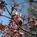 山崎公園脇の江川遊歩道　2月　咲き始めの河津桜にメジロがいました。（中村誠彦さん（市内在住）撮影）