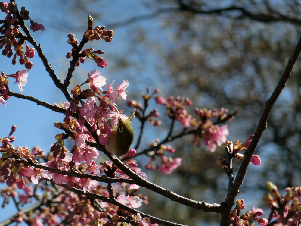 山崎公園脇の江川遊歩道　2月　咲き始めの河津桜にメジロがいました。（中村誠彦さん（市内在住）撮影）