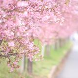 山崎公園　2月　毎年春の始まりを告げてくれる大好きな並木です。 蕾が綻ぶのが待ちきれず二月末には毎日のようにパトロールに行きます。(N.Oさん(市内在住)撮影)