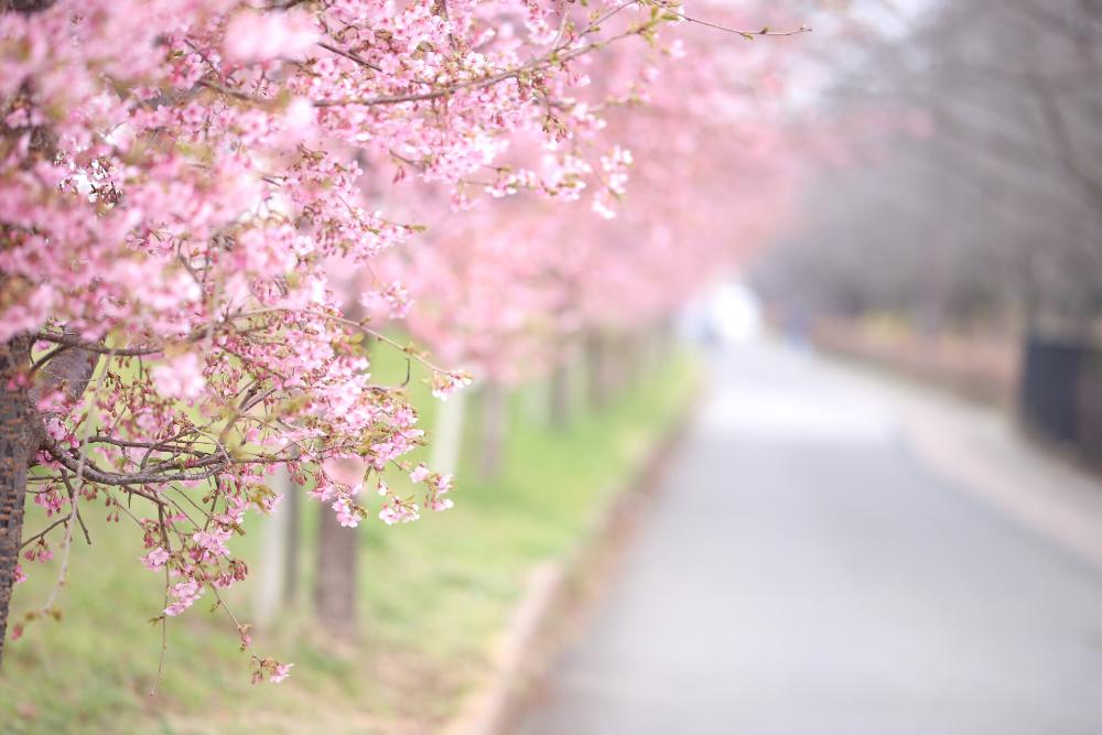 山崎公園　2月　毎年春の始まりを告げてくれる大好きな並木です。 蕾が綻ぶのが待ちきれず二月末には毎日のようにパトロールに行きます。(N.Oさん(市内在住)撮影)