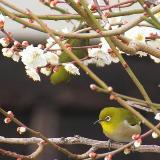 難波田城公園の梅とメジロ　2月　(市広報撮影)