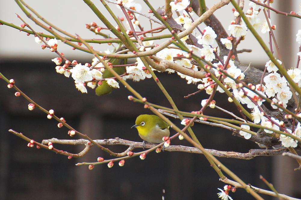 難波田城公園の梅とメジロ　2月　(市広報撮影)