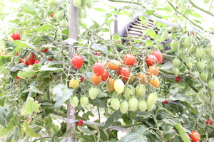 トマトの品種アイコ