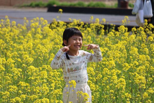 菜の花畑にいる子どもの写真