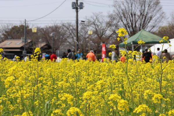 菜の花まつり会場の写真