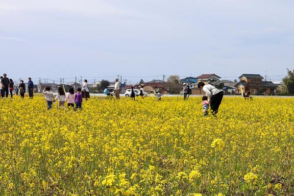 菜の花フェスタ2