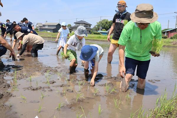 たんぼラグビー田植え写真
