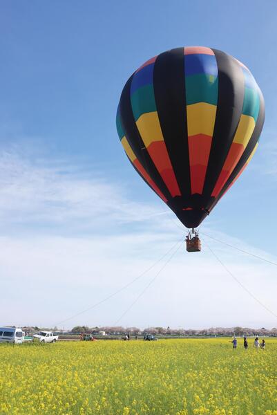 気球係留フライトと一面の菜の花