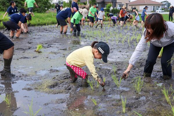 子どもたちの田植えの様子2