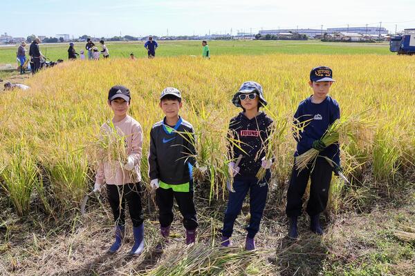田んぼラグビー米を収穫している写真