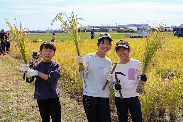 田んぼラグビー米を収穫している写真2